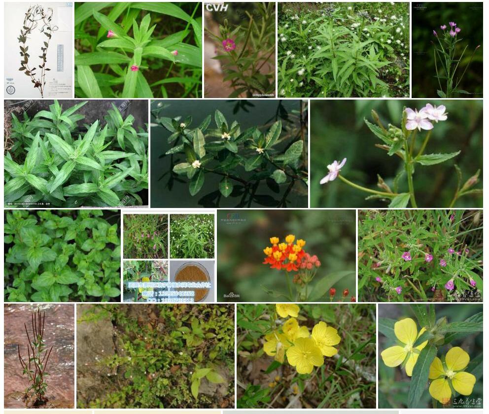 合欢柳叶菜照片和图片/
