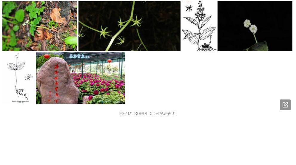 合瓣鹿药照片和图片/