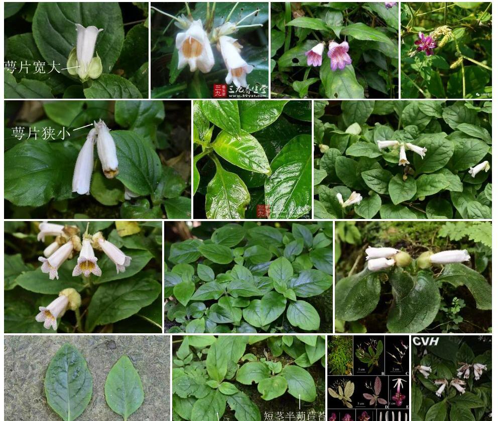 合萼半蒴苣苔照片和图片/