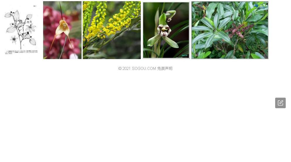 合蕊菝葜照片和图片/