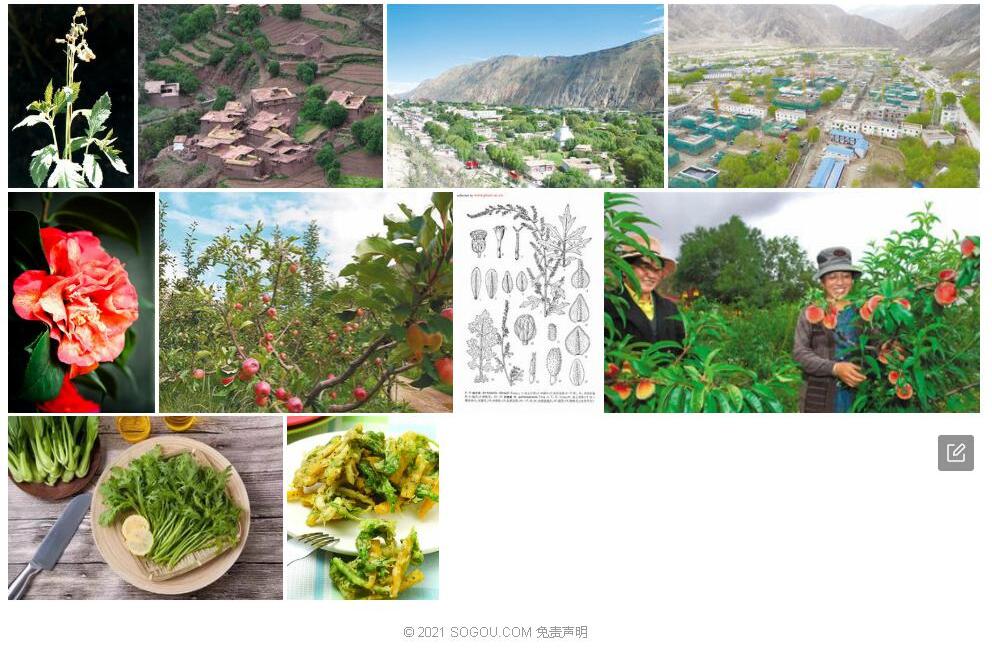 吉塘蒿照片和图片/