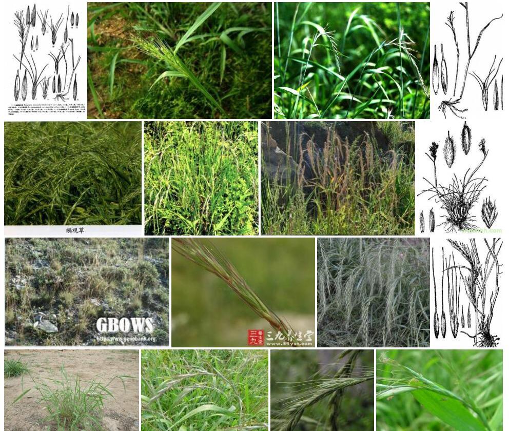 吉林鹅观草照片和图片/