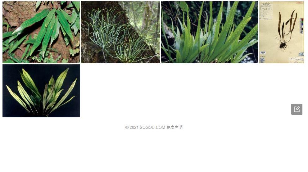 吉隆瓦韦照片和图片/