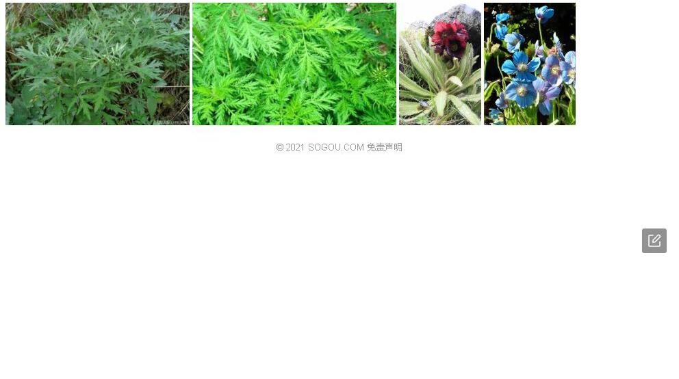 吉隆蒿照片和图片/