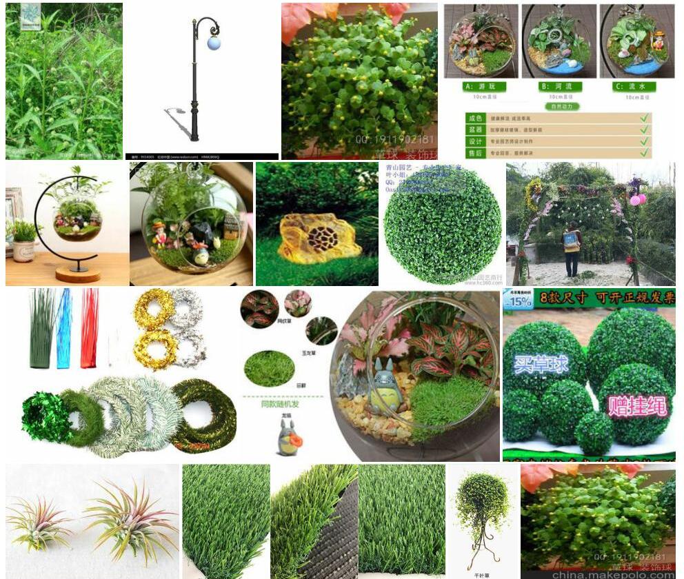 吊球草照片和图片/