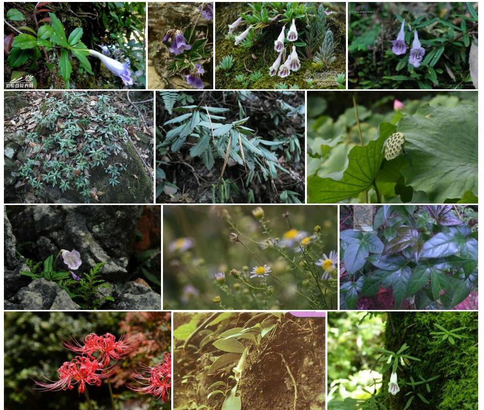 吊石苣苔照片和图片/