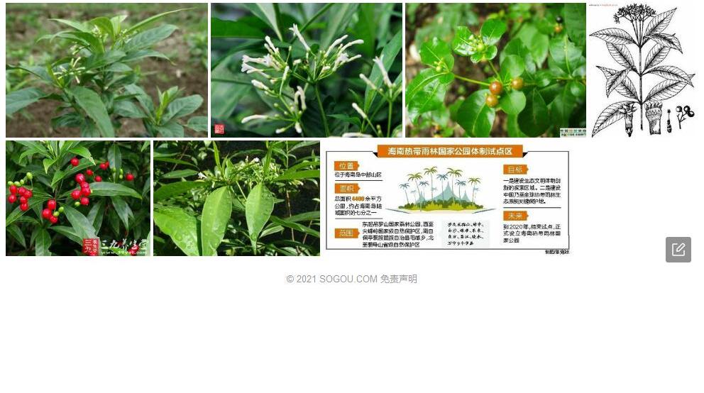 吊罗山萝芙木照片和图片/