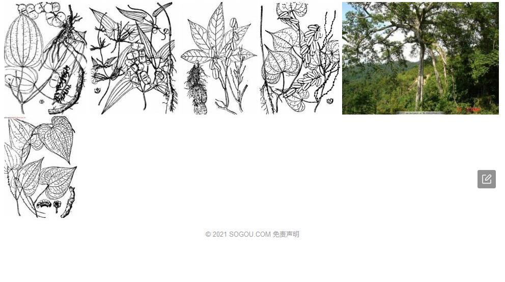 吊罗薯蓣照片和图片/
