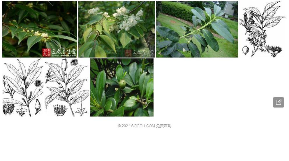 吊钟山矾照片和图片/