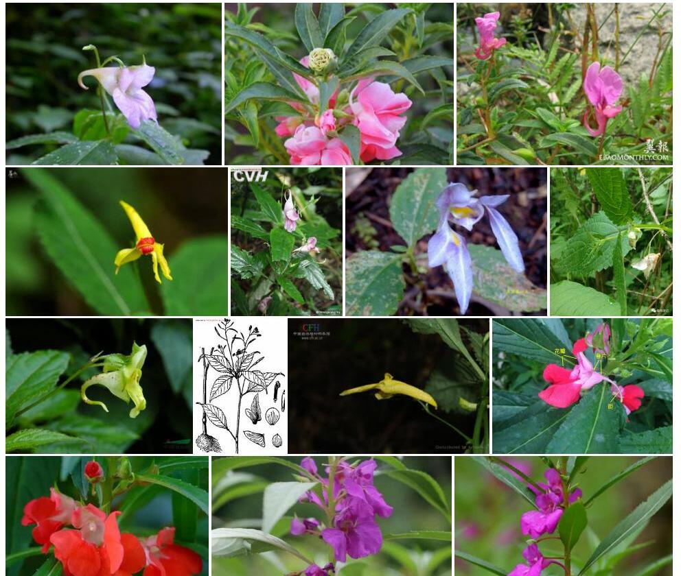 同距凤仙花照片和图片/
