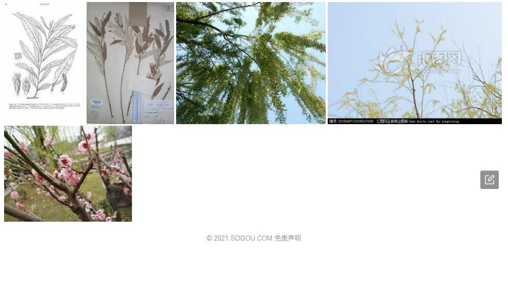 吐兰柳照片和图片/