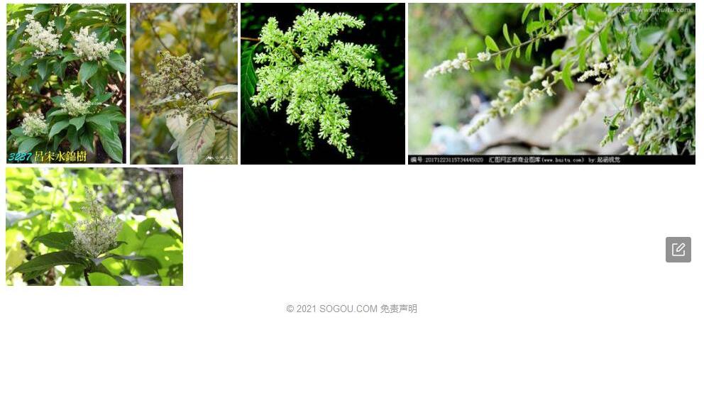 吕宋水锦树照片和图片/