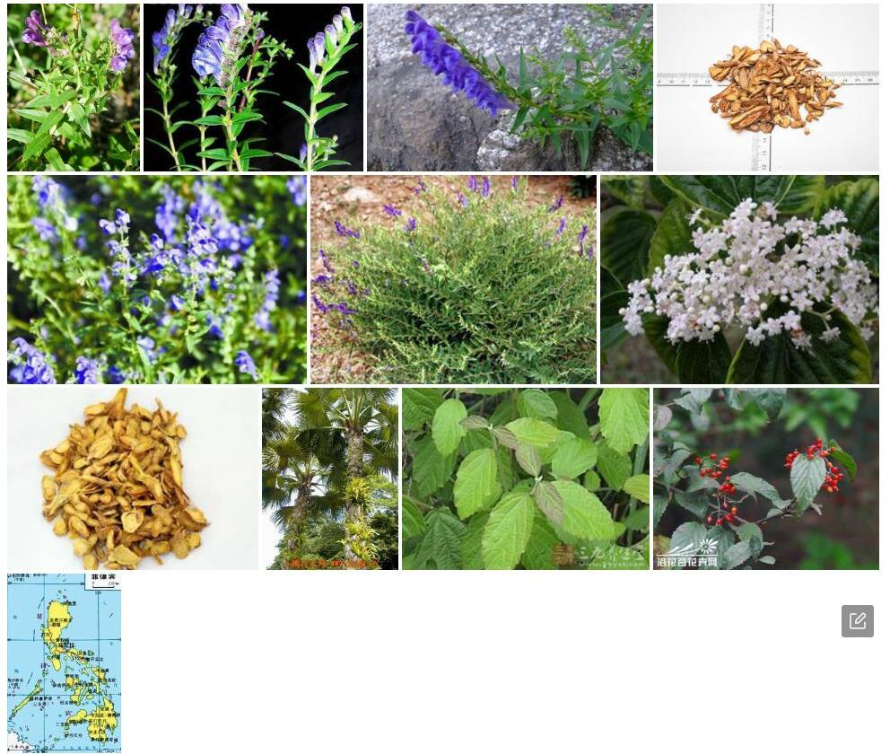 吕宋黄芩照片和图片/