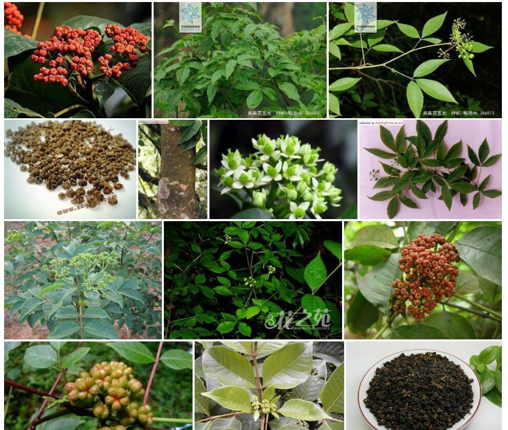 吴茱萸五加照片和图片/