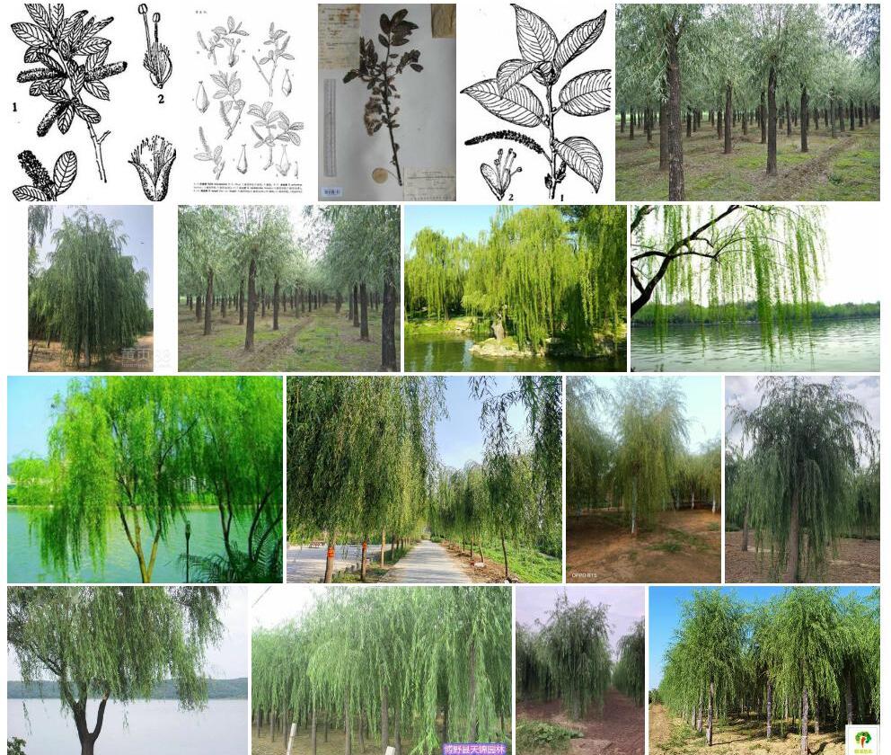 周至柳照片和图片/
