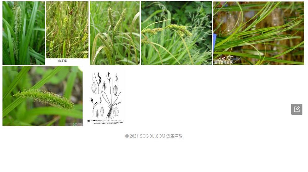 和硕薹草照片和图片/