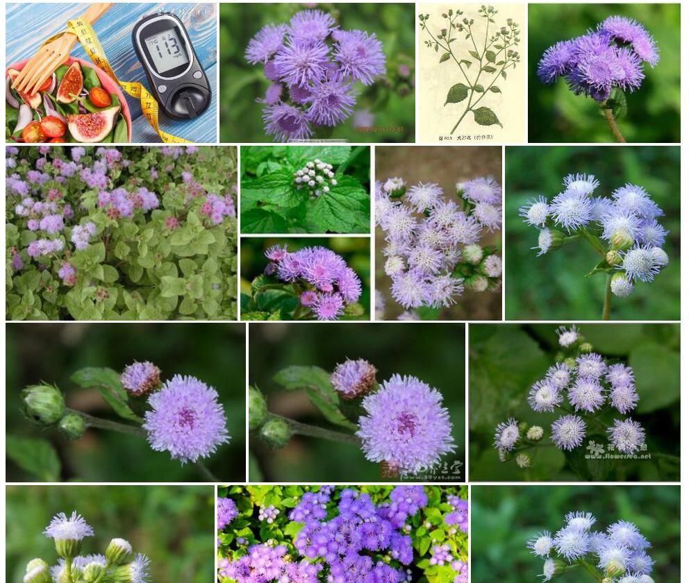 咸虾花照片和图片/