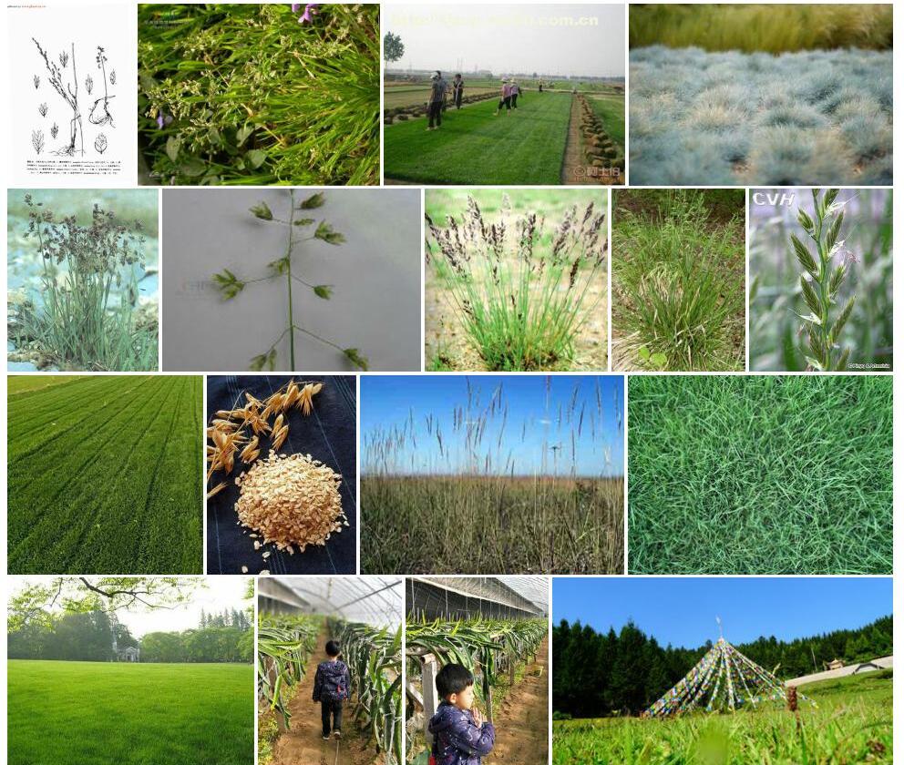 哈亚早熟禾照片和图片/