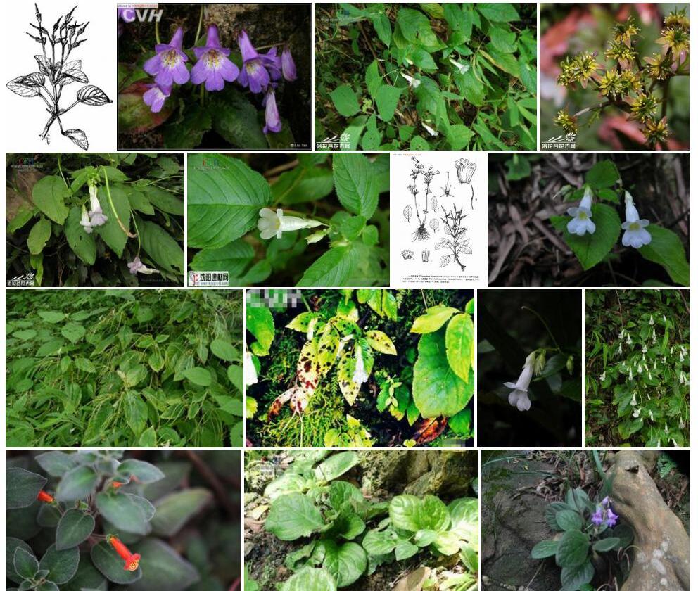 唇萼苣苔照片和图片/