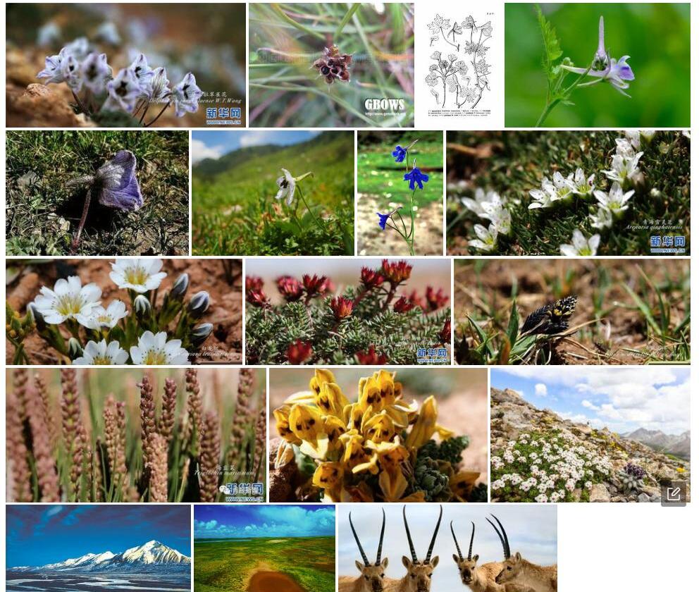 唐古拉翠雀花照片和图片/