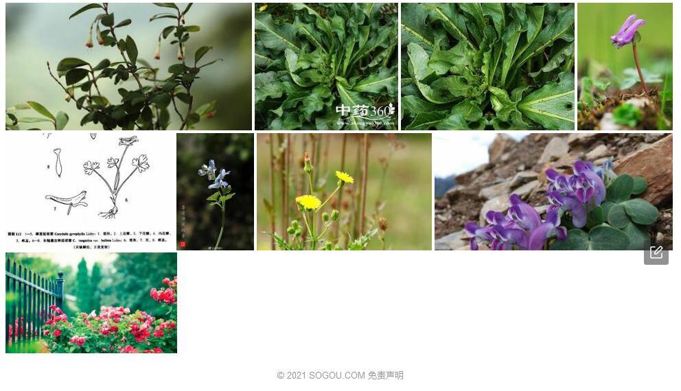 唐古特延胡索照片和图片/