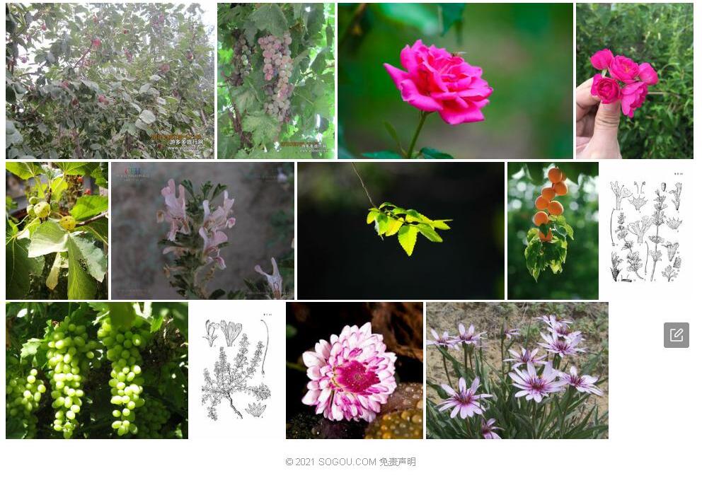 喀什兔唇花照片和图片/
