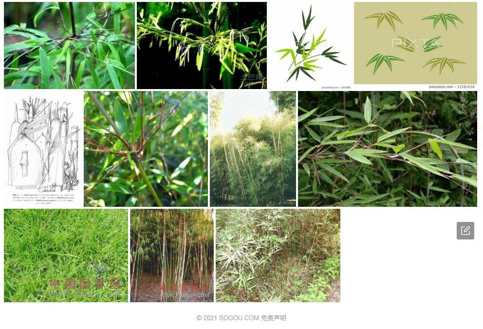 喇叭箭竹照片和图片/