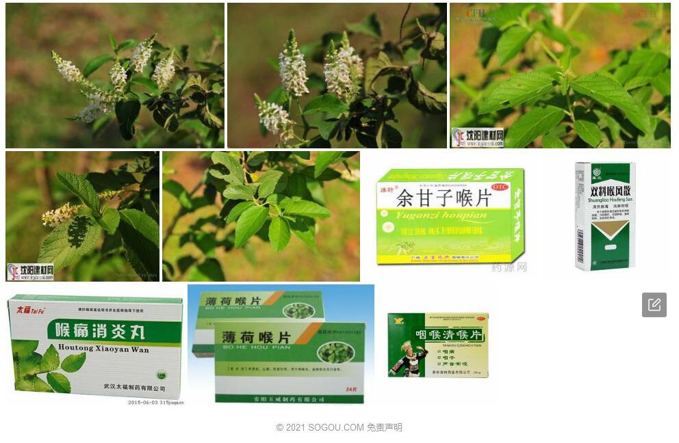喉药醉鱼草照片和图片/