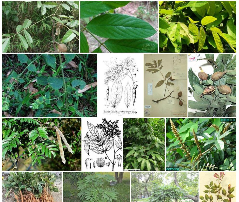 喙果崖豆藤照片和图片/