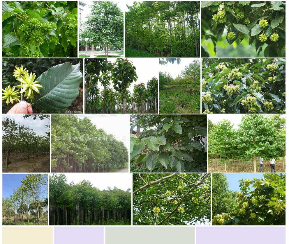 喜树照片和图片/