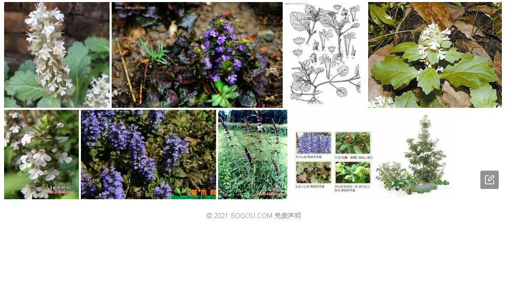 喜荫筋骨草照片和图片/