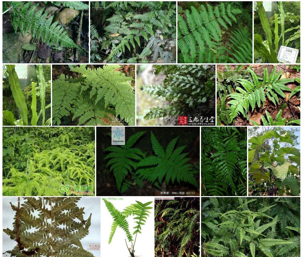 喜钙轴果蕨照片和图片/