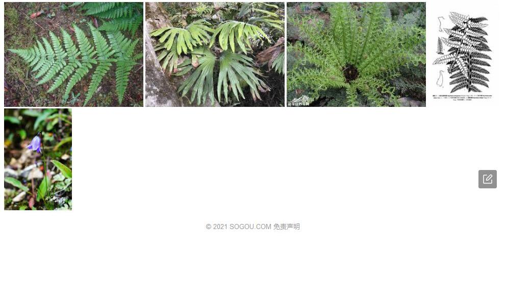 喜马拉雅耳蕨照片和图片/