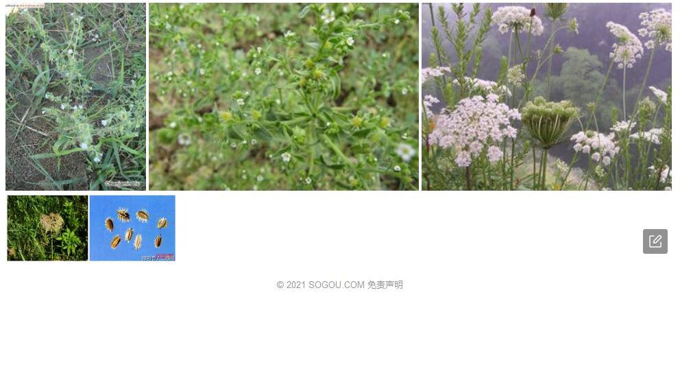 喜马拉雅鹤虱照片和图片/