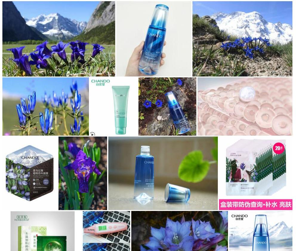 喜马拉雅龙胆照片和图片/