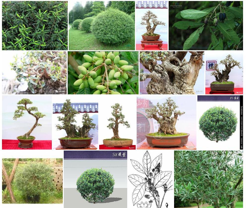 喜马木犀榄照片和图片/