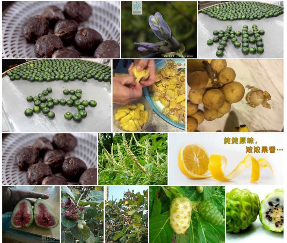 囊果黄耆照片和图片/