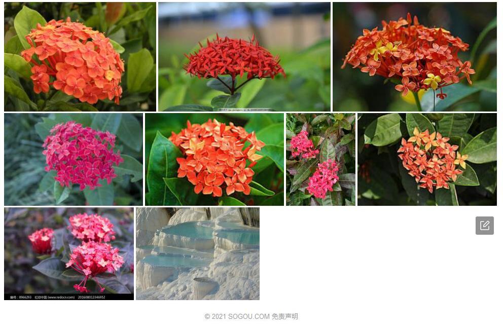 囊果龙船花照片和图片/