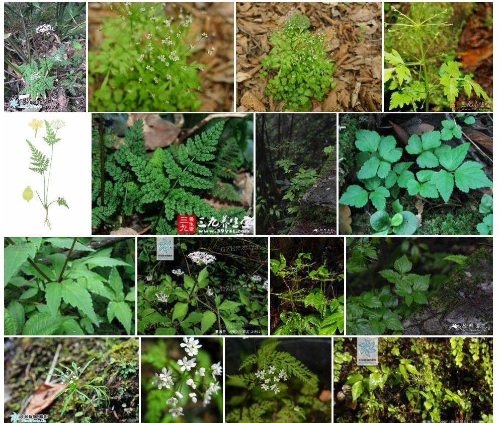 囊瓣芹照片和图片/