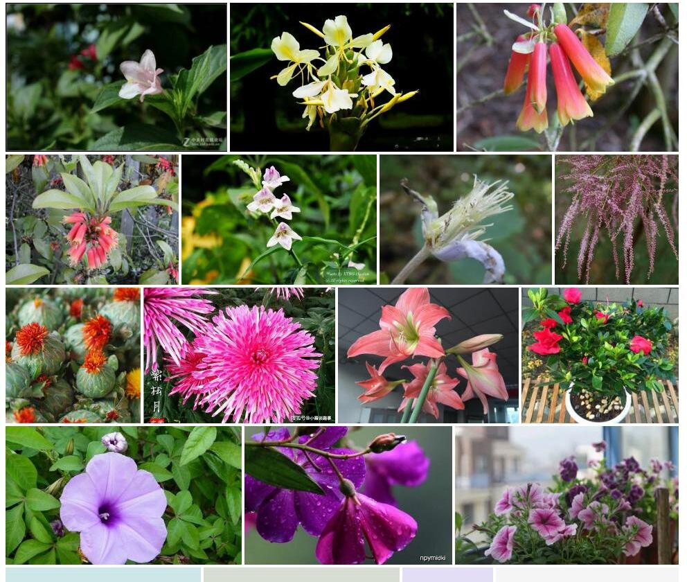 囊管花照片和图片/