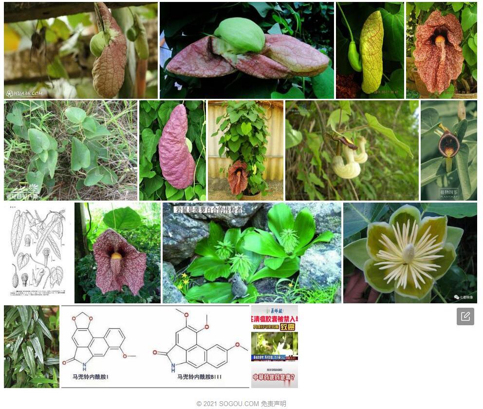 囊花马兜铃照片和图片/