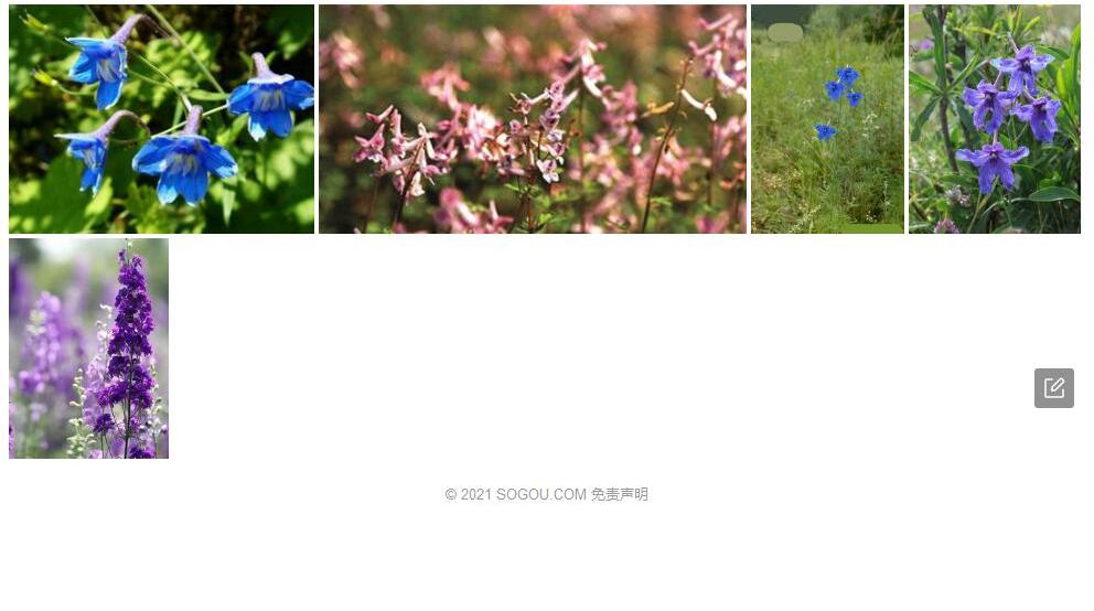囊谦翠雀花照片和图片/