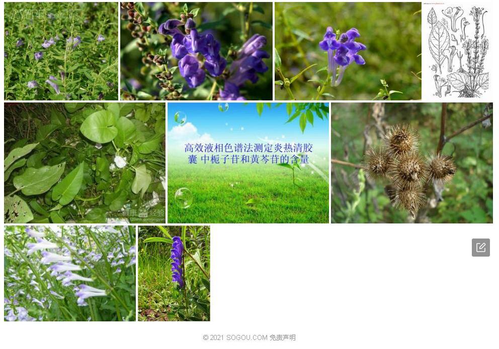囊距黄芩照片和图片/