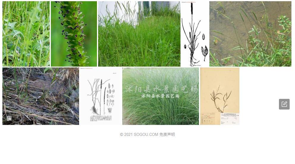 囊颖草照片和图片/