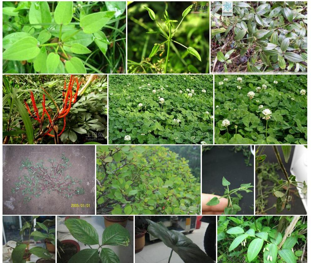四叶茜草照片和图片/