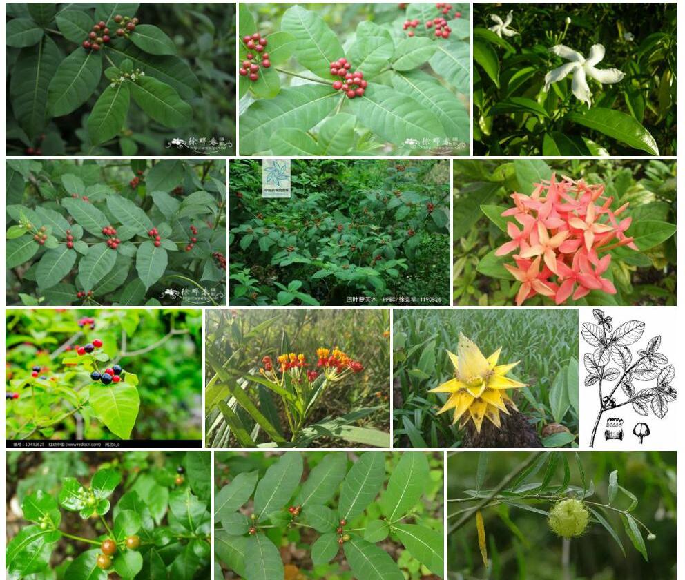 四叶萝芙木照片和图片/