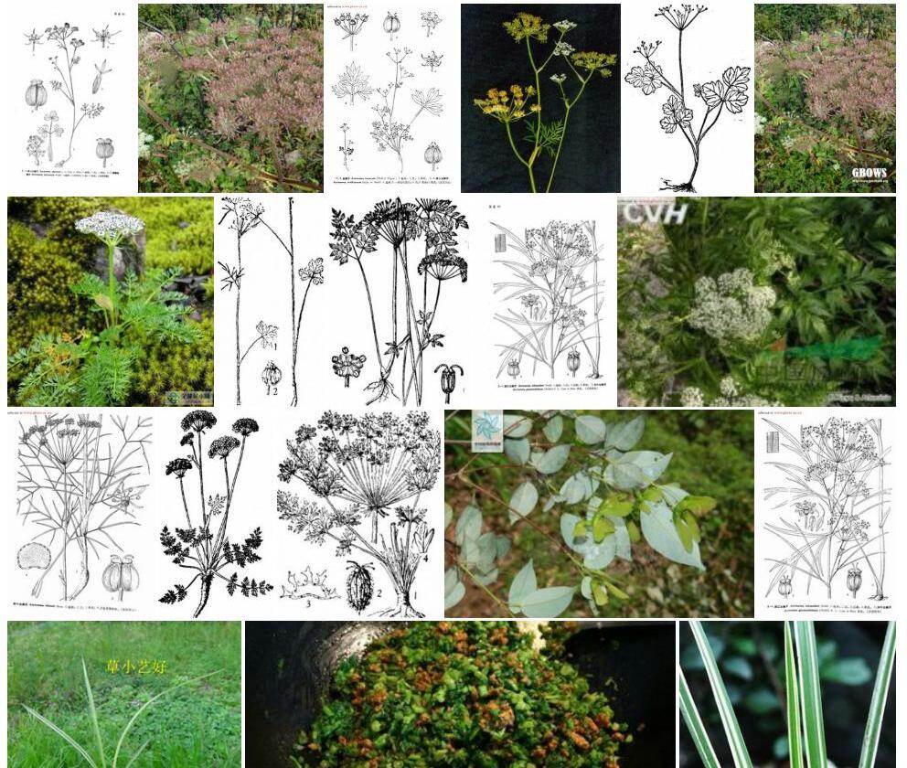 四川丝瓣芹照片和图片/