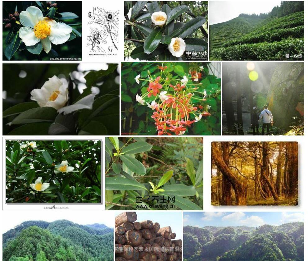 四川大头茶照片和图片/