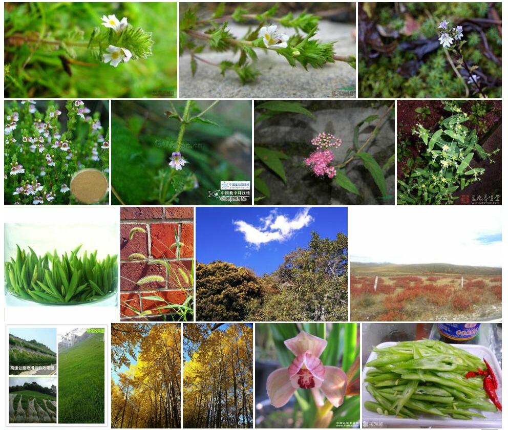 四川小米草照片和图片/