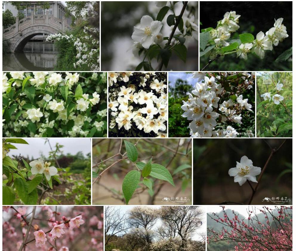 四川山梅花照片和图片/